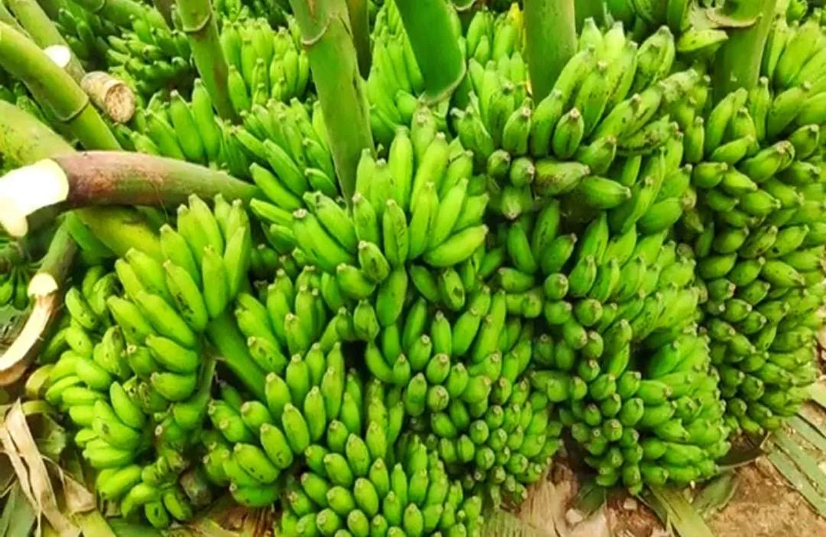 বাণিজ্যিকভাবে কলা চাষে রংপুর অঞ্চলের কৃষকের মুখে হাসি