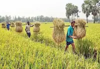 বিশাল বাজেটেও কৃষির ন্যায্য হিস্যার সংকট