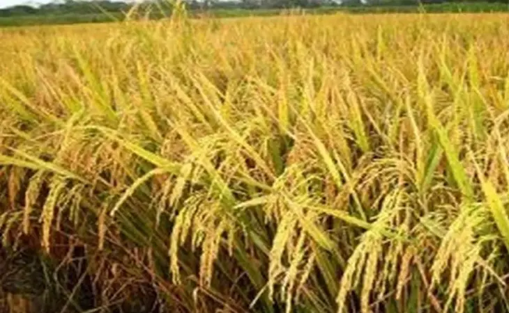 হাওরের বন্যা মোকাবিলায় নতুন আশা ‘ব্রি ধান-১১৮’