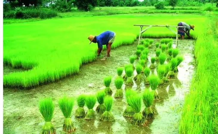 আমন চাষের লক্ষ্যমাত্রা অর্জনে প্রস্তুত কৃষি বিভাগ