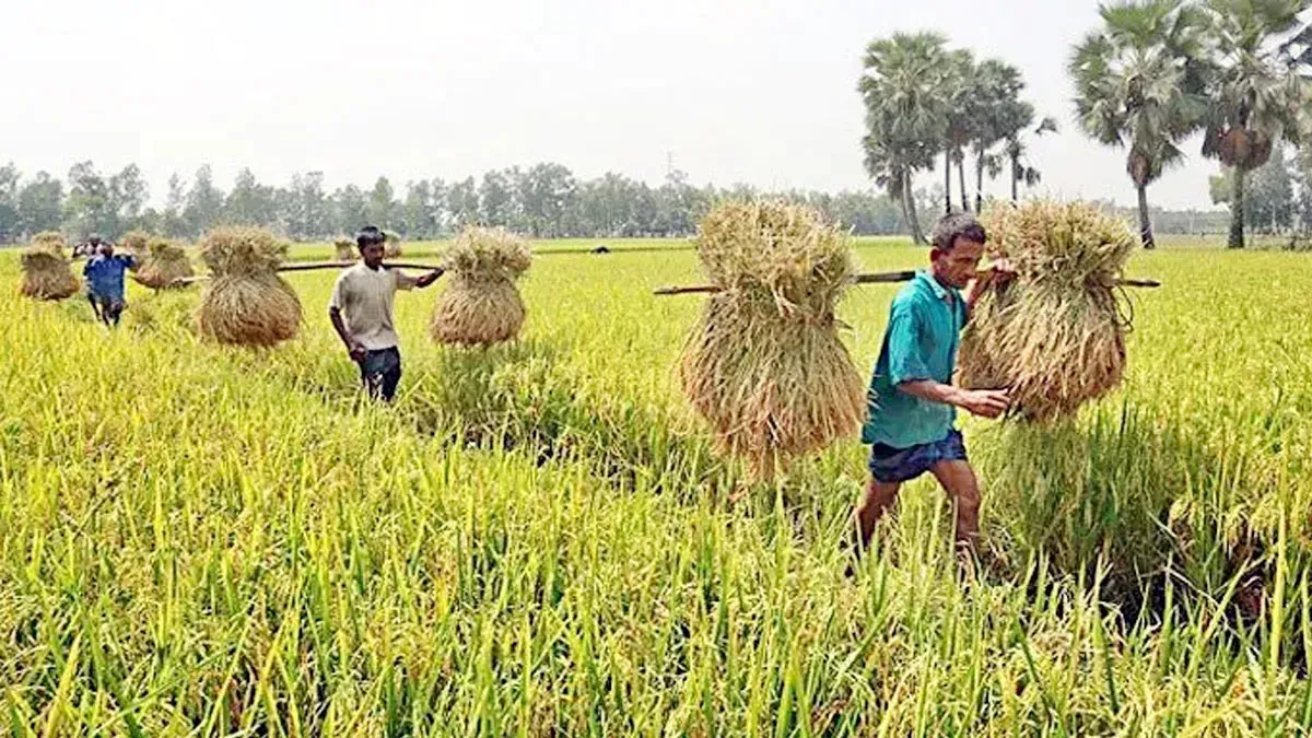 বিশাল বাজেটেও কৃষির ন্যায্য হিস্যার সংকট