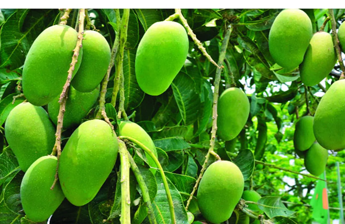 ফলের রাজা আম